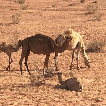 Authentic Bedouin Camp Wadi Rum Exterior foto